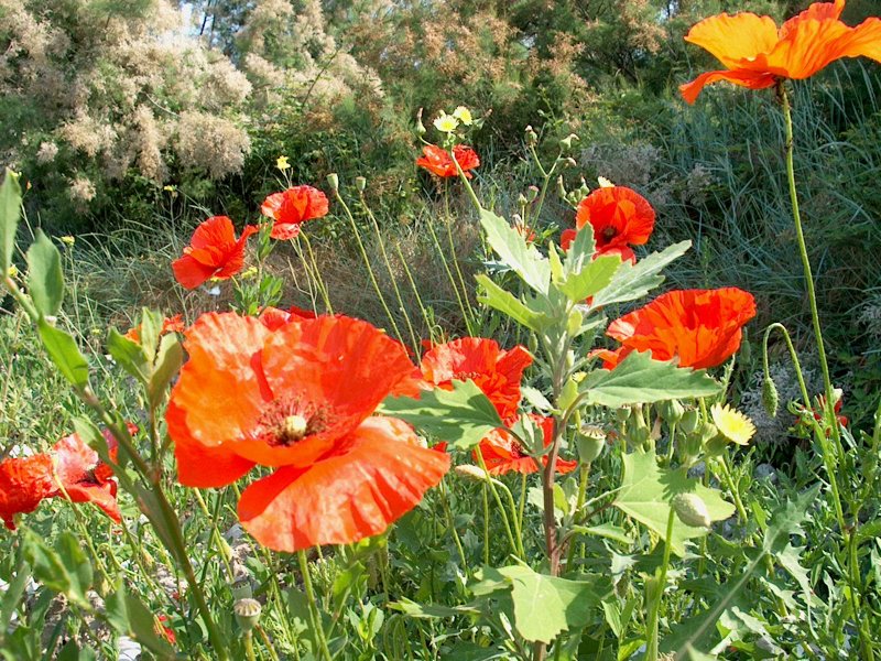 Mohn